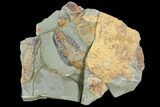 Multiple Soft-Bodied Fossil Aglaspids (Tremaglaspis) - Morocco #105442-5